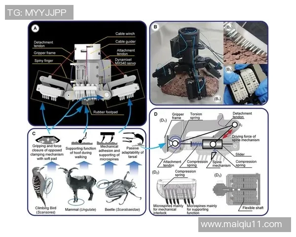 运动数据科学攀岩中的意识训练技巧与方法探讨提升攀登表现的心理素质